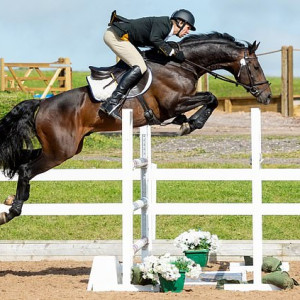 Party Trick, a stallion owned by Nick Gauntlett, was one of four horses killed in the RTA on the A9